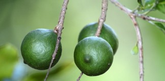 Макадамия, или Австралийский орех (Macadamia)