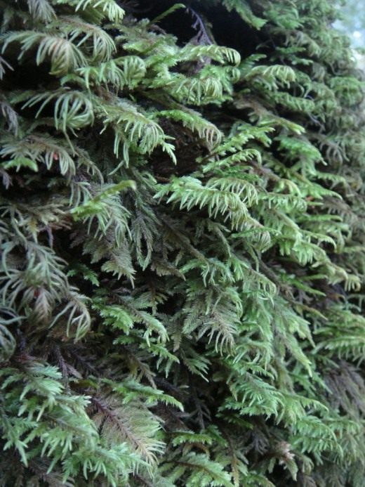 Араукария (Araucaria)