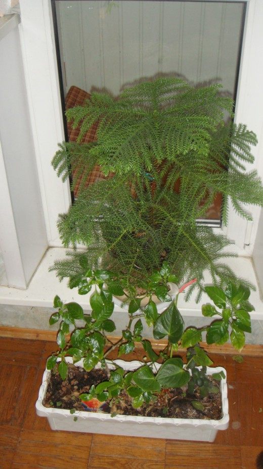 Араукария (Araucaria)