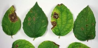 Аскохитоз (Ascochyta)