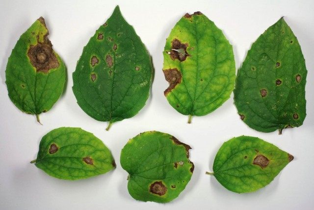 Аскохитоз (Ascochyta) Аскохитоз (Ascochyta)
