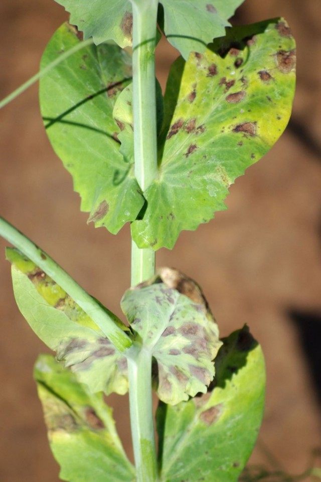 Аскохитоз (Ascochyta) Аскохитоз (Ascochyta)