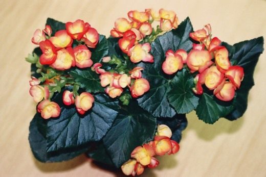 Бегония зимующая «Filur» (Begonia hiemalis 'Filur') Бегония зимующая «Filur» (Begonia hiemalis 'Filur')