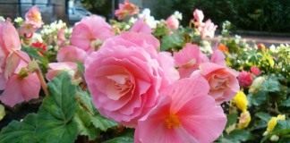 Бегония клубневая (Begonia tuberhybrida)