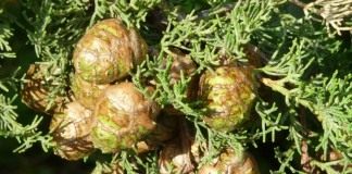 Кипарис (Cupressus)
