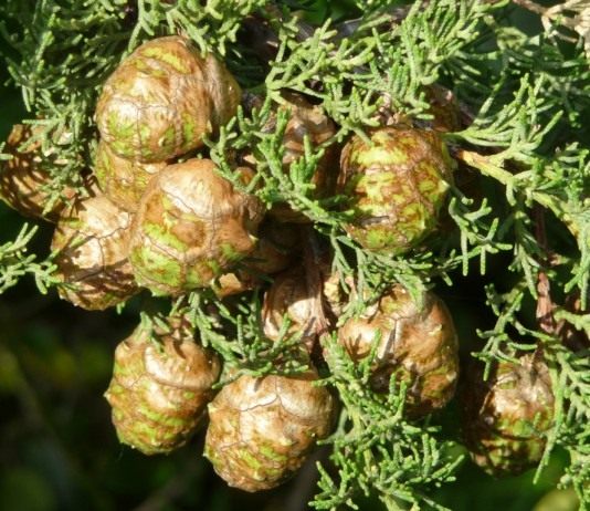 Кипарис (Cupressus)