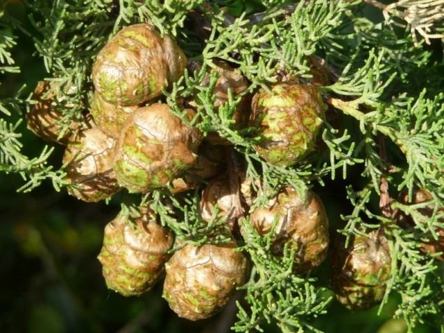 Кипарис (Cupressus) Кипарис (Cupressus)