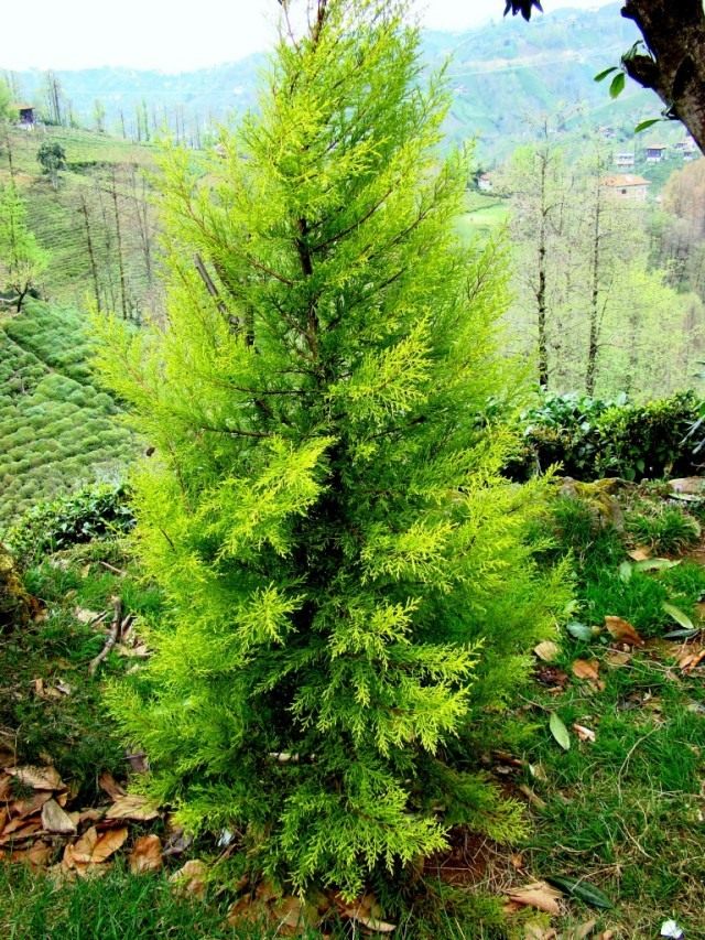 Кипарис (Cupressus) Кипарис (Cupressus)