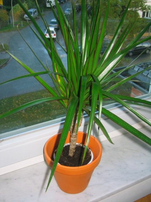 Драцена (Dracaena)