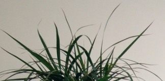 Драцена (Dracaena)