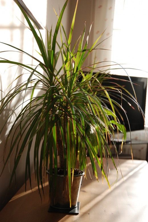 Драцена (Dracaena)