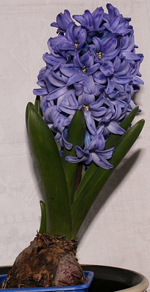 Гиацинт (Hyacinth)