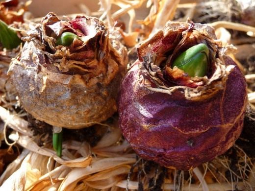 Гиацинт (Hyacinth)