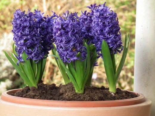 Гиацинт (Hyacinth)