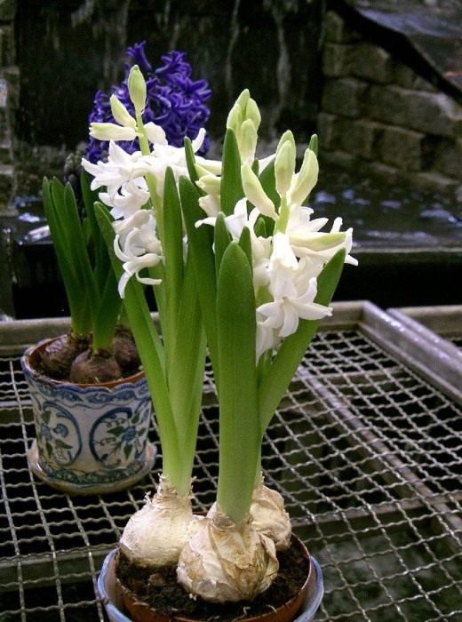 Гиацинт (Hyacinth) Гиацинт (Hyacinth)