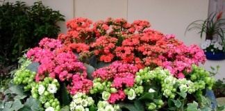 Каланхоэ многоликое - Комнатные растения Каланхоэ в вазоне