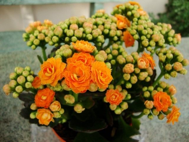 Каланхоэ Блоссфельда (Kalanchoe blossfeldiana) Каланхоэ Блоссфельда (Kalanchoe blossfeldiana)