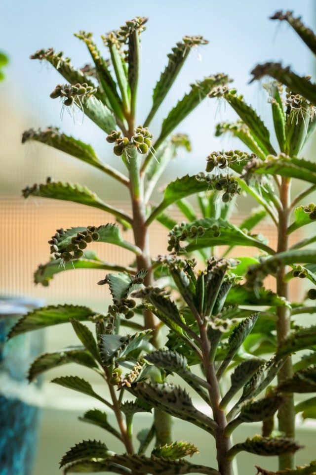 Каланхоэ Дегремона (Kalanchoe daigremontiana) Каланхоэ Дегремона (Kalanchoe daigremontiana)