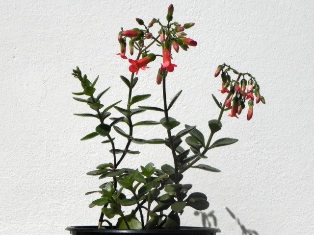 Каланхоэ Мангина (Kalanchoe manginii) Каланхоэ Мангина (Kalanchoe manginii)