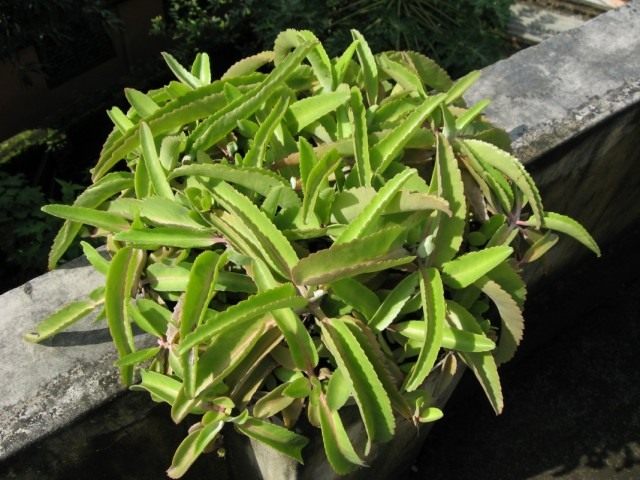 Каланхоэ перистое (Kalanchoe pinnata) Каланхоэ перистое (Kalanchoe pinnata)