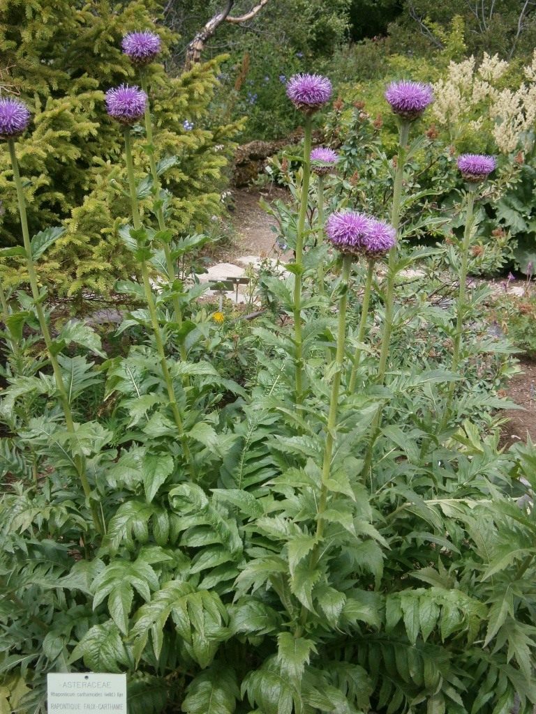 Левзея сафлоровидная, или Маралий корень. Уход, выращивание ...