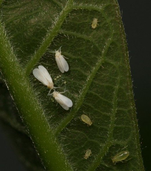 Белокрылка (Whitefly)
