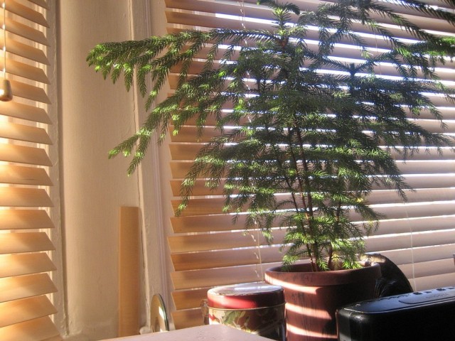 Араукария (Araucaria) Араукария разнолистная (Araucaria heterophylla)