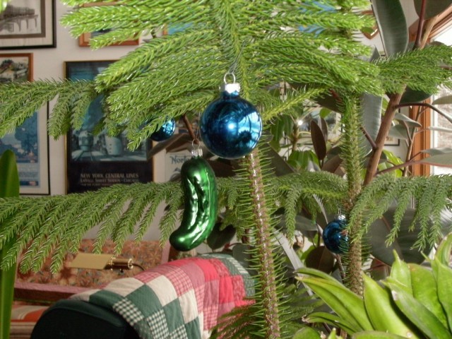 Араукария разнолистная (Araucaria heterophylla) Араукария разнолистная (Araucaria heterophylla)