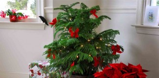 Живая новогодняя елка — восхитительная араукария