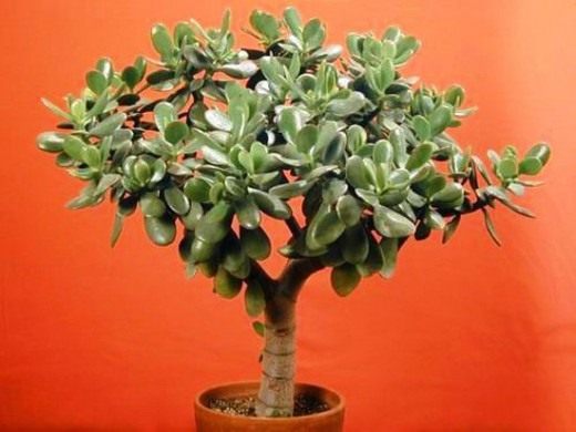http://www.botanichka.ru/wp-content/uploads/2011/12/crassula-01-520x390.jpg
