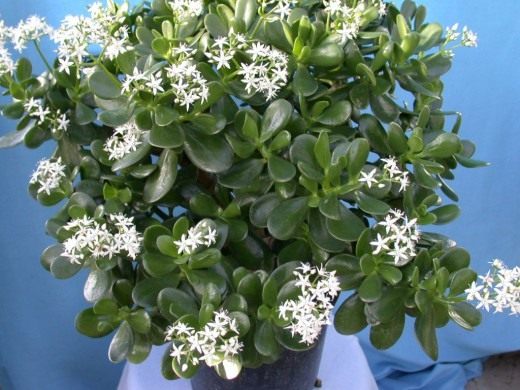 http://www.botanichka.ru/wp-content/uploads/2011/12/crassula-02-520x390.jpg