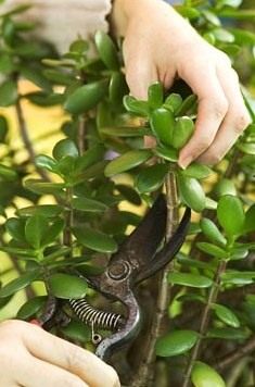 http://www.botanichka.ru/wp-content/uploads/2011/12/crassula-03.jpg