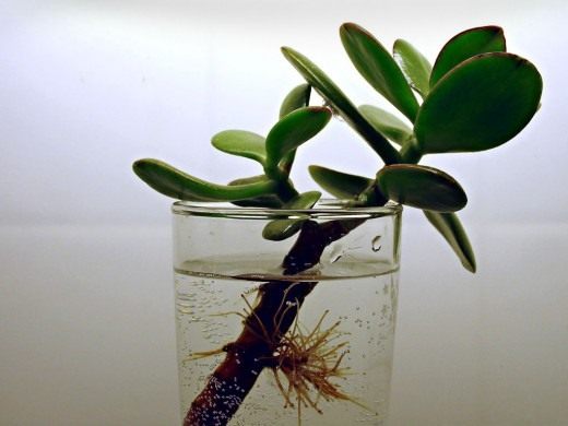 http://www.botanichka.ru/wp-content/uploads/2011/12/crassula-06-520x390.jpg