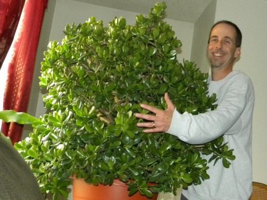 http://www.botanichka.ru/wp-content/uploads/2011/12/crassula-101-520x390.jpg