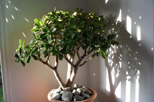 http://www.botanichka.ru/wp-content/uploads/2011/12/crassula-201-520x346.jpg