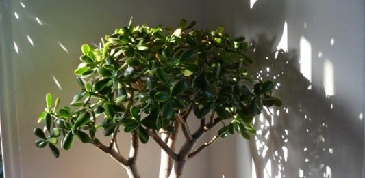 Толстянка, или Крассула (Crаssula) — «Денежное дерево»