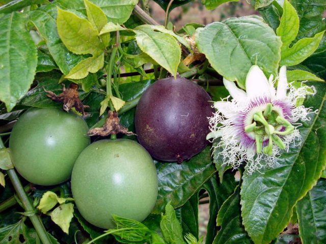 Маракуйя, или Страстоцвет съедобный, или Пассифлора съедобная, или Гранадилла пурпурная (Passion fruit)