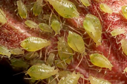 Тля (Aphids) Тля (Aphids)
