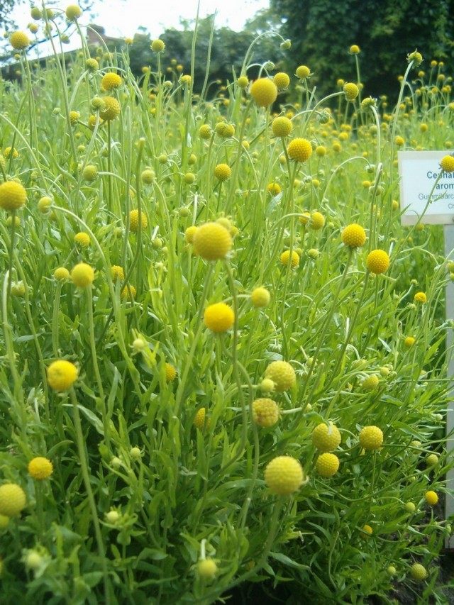 Цефалофора ароматная (Cephalophora aromatica) Цефалофора ароматная (Cephalophora aromatica)