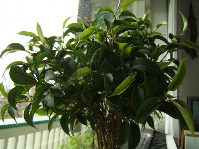 Фикус Бенджамина (Ficus benjamina)