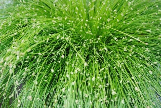 Изолепис поникающий (Isolepis cernua), или Камыш поникший Изолепис поникающий (Isolepis cernua), или Камыш поникший