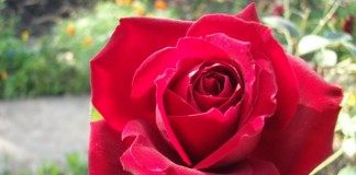 Розы Людмилы Буреевой, участницы конкурса "Мои летние победы" на Ботаничка.ru