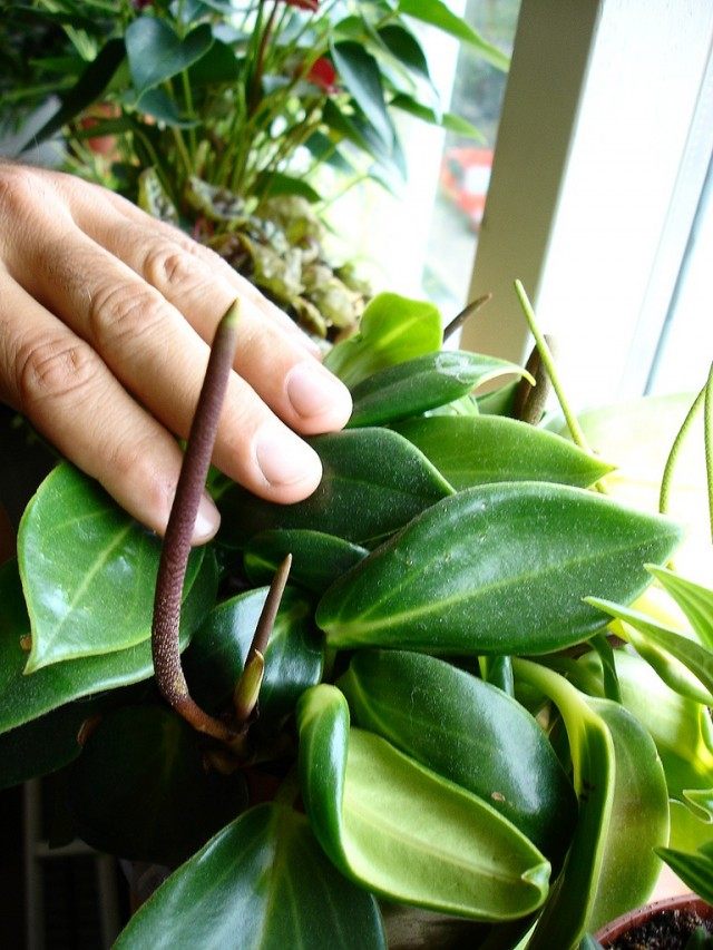 Пеперомия (Peperomia) Пеперомия (Peperomia)