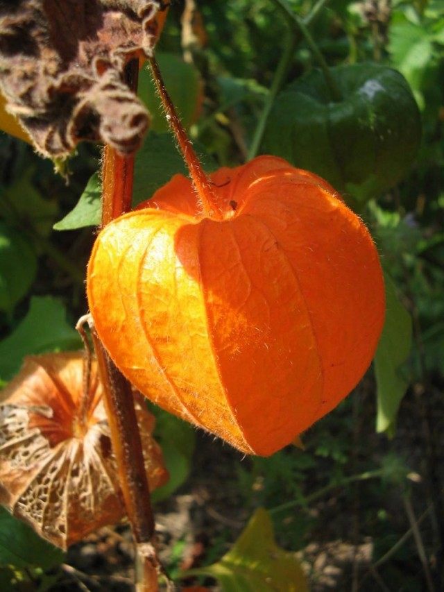 Физалис (Physalis) Физалис (Physalis)