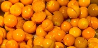 Физалис (Physalis)