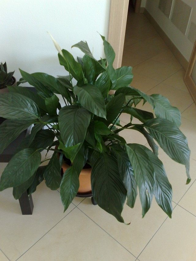 Спатифиллум (Spathiphyllum) Спатифиллум (Spathiphyllum)