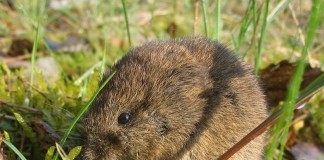 Полевка обыкновенная (Vole)