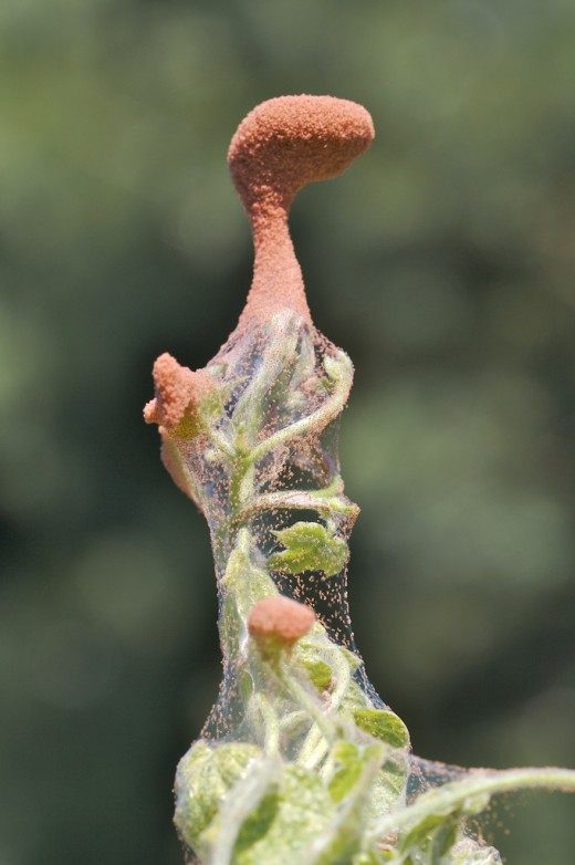 Поражение паутинным красным клещем (Spider mites) Поражение паутинным красным клещем (Spider mites)