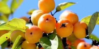 Яблоня «Золотой шершень» (Golden Hornet)