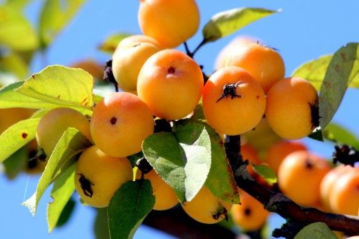 Яблоня «Golden Hornet -Золотой шершень» (Apple Tree Golden Hornet) Яблоня «Golden Hornet -Золотой шершень» (Apple Tree Golden Hornet)